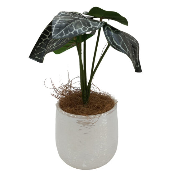 Mobileleb Decor Brand New / Model-3 Artificial Plants Potted #0213-23 - 98405